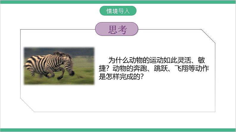 冀少版生物八上 4.1.2《运动的完成》课件03