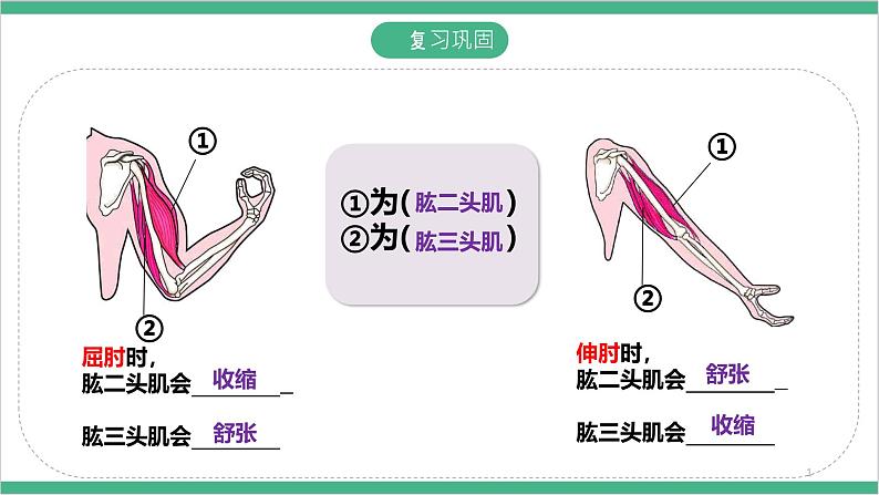 冀少版生物八上 4.2.1《动物行为的特点》课件02