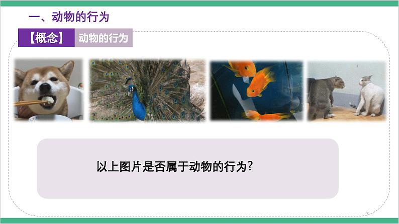 冀少版生物八上 4.2.1《动物行为的特点》课件08