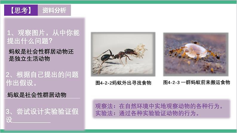 冀少版生物八上 4.2.2《动物行为的类型》课件06