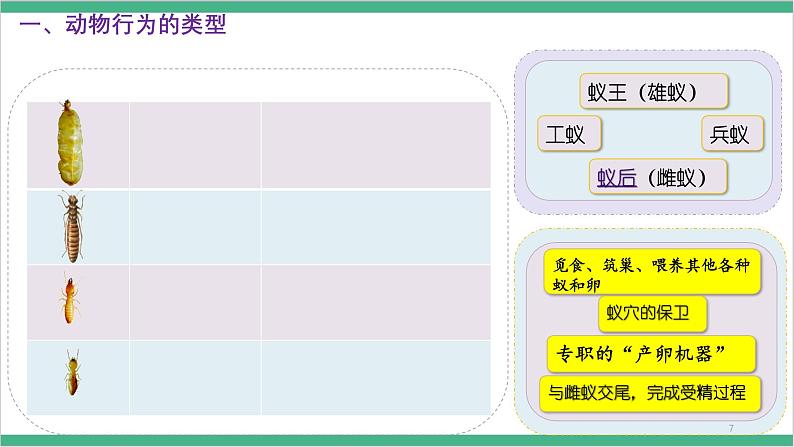 冀少版生物八上 4.2.2《动物行为的类型》课件08