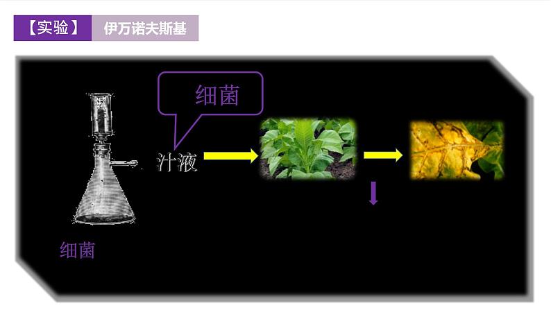 冀少版生物八上 5.1.2《病毒》课件07