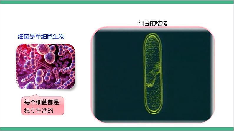 冀少版生物八上5.1.1《细菌》 第1课时课件07