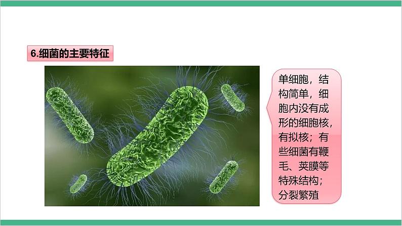 冀少版生物八上5.1.1《细菌》 第2课时 课件08