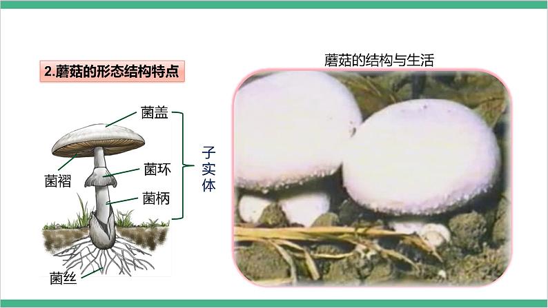 冀少版生物八上 5.2.2《食用真菌》课件08