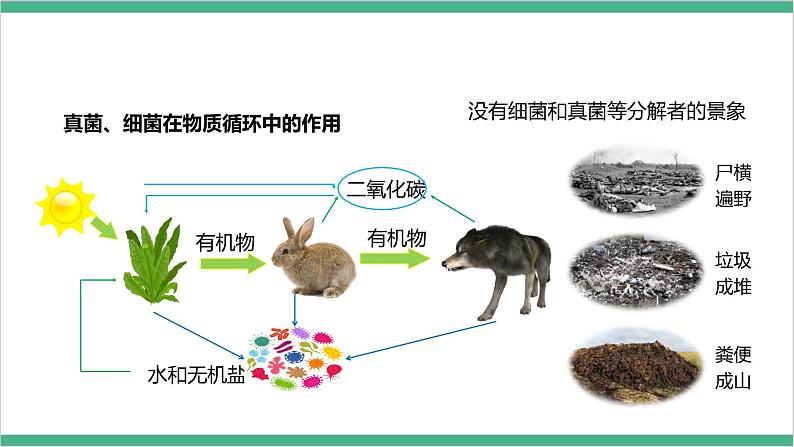 冀少版生物八上 5.4《微生物在生物圈中的作用》课件06