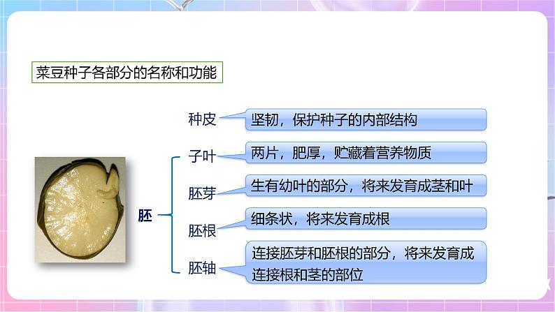 【新课标】冀少版生物八上3.1.1《种子萌发的过程》 课件+教案+学案06