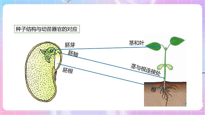 【新课标】冀少版生物八上3.1.1《种子萌发的过程》 课件+教案+学案07