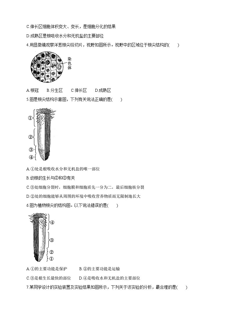 【新课标】冀少版生物八上3.2.1《根的生长》 课件+教案+学案03