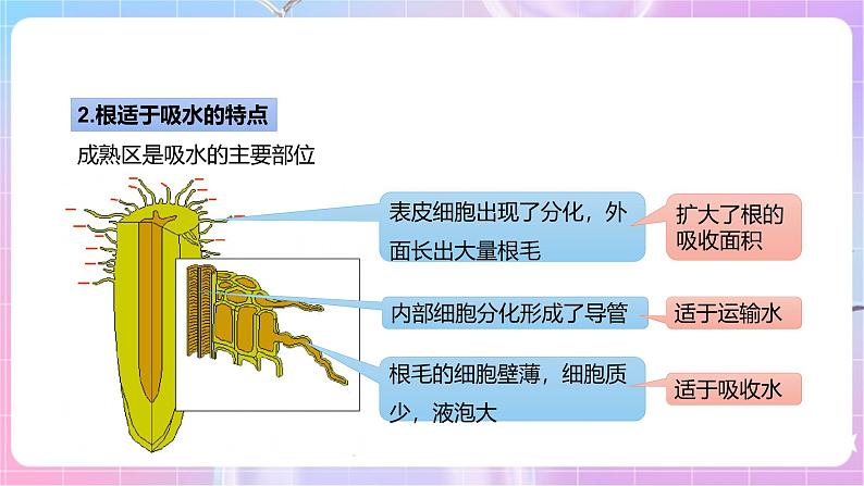 【新课标】冀少版生物八上3.2.2《根对水分的吸收》 课件+教案+学案07