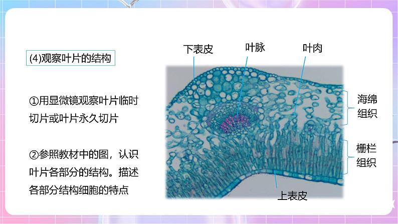 【新课标】冀少版生物八上3.3.3《光合作用的场所》课件+教案+学案08