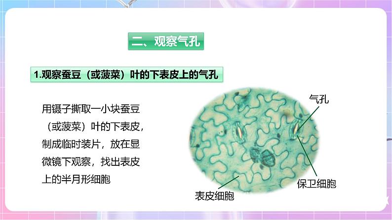 【新课标】冀少版生物八上3.4.2《蒸腾作用》课件+教案+学案06