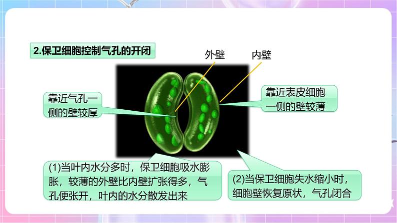 【新课标】冀少版生物八上3.4.2《蒸腾作用》课件+教案+学案07