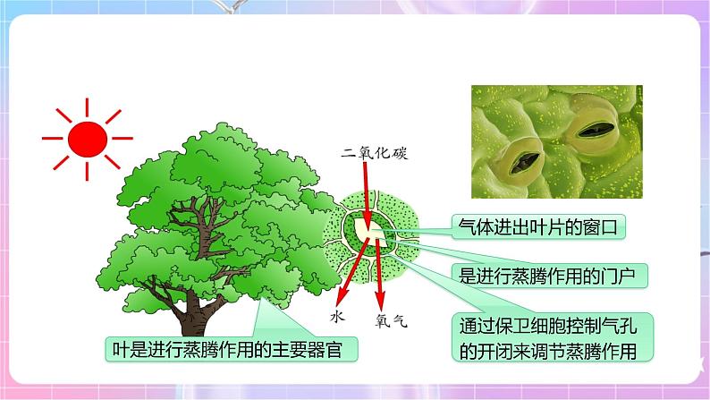 【新课标】冀少版生物八上3.4.2《蒸腾作用》课件+教案+学案08