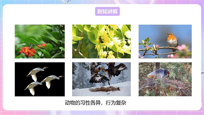 【新课标】冀少版生物八上4.2.1《动物行为的特点》课件+教案+学案04