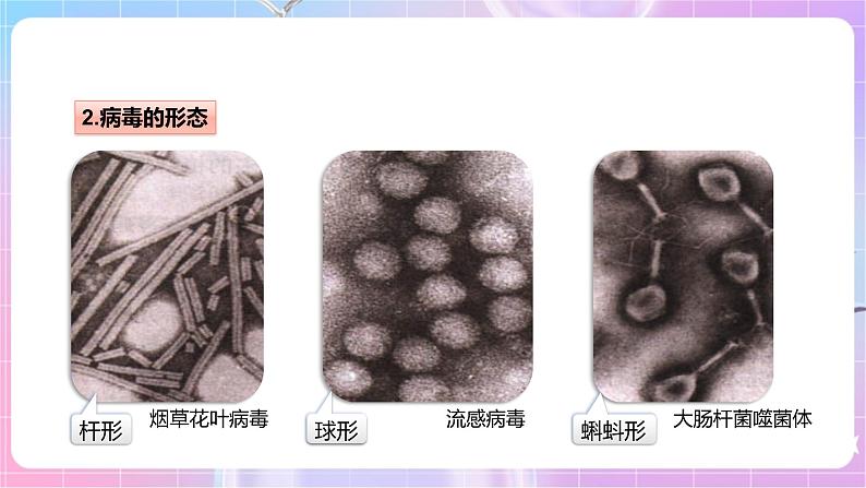 【新课标】冀少版生物八上5.1.2《病毒》课件+教案+学案06