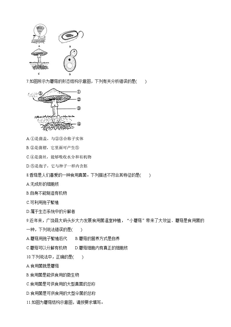 【新课标】冀少版生物八上5.2.2《食用真菌》课件+教案+学案03