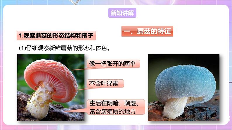 【新课标】冀少版生物八上5.2.2《食用真菌》课件+教案+学案04