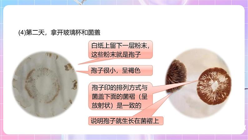 【新课标】冀少版生物八上5.2.2《食用真菌》课件+教案+学案07