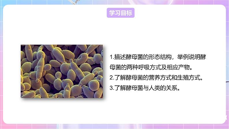 【新课标】冀少版生物八上5.2.1《酵母菌和霉菌--1酵母菌》课件+教案+学案02