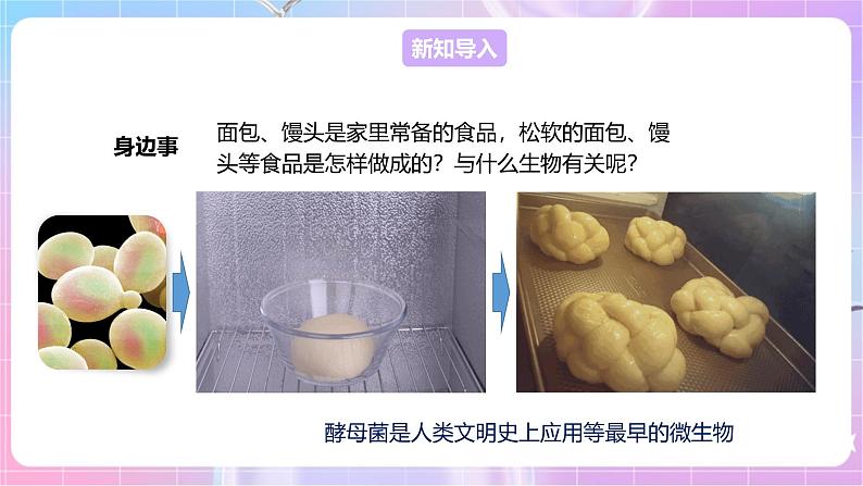 【新课标】冀少版生物八上5.2.1《酵母菌和霉菌--1酵母菌》课件+教案+学案03