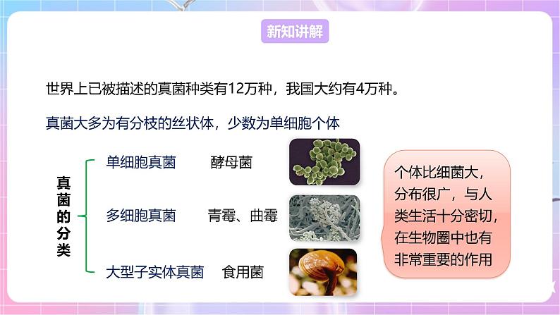 【新课标】冀少版生物八上5.2.1《酵母菌和霉菌--1酵母菌》课件+教案+学案04