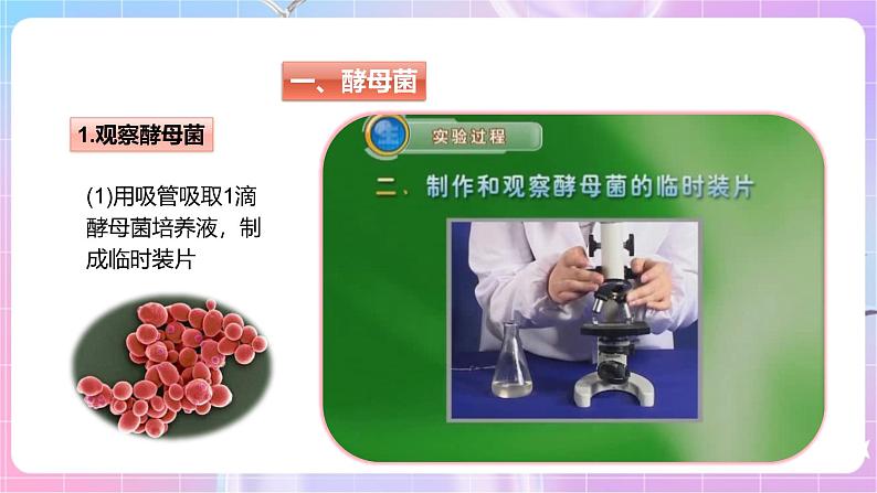 【新课标】冀少版生物八上5.2.1《酵母菌和霉菌--1酵母菌》课件+教案+学案05