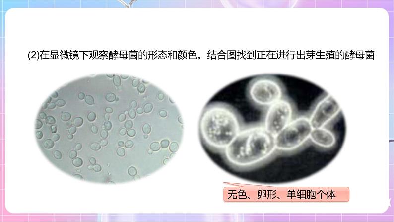 【新课标】冀少版生物八上5.2.1《酵母菌和霉菌--1酵母菌》课件+教案+学案06