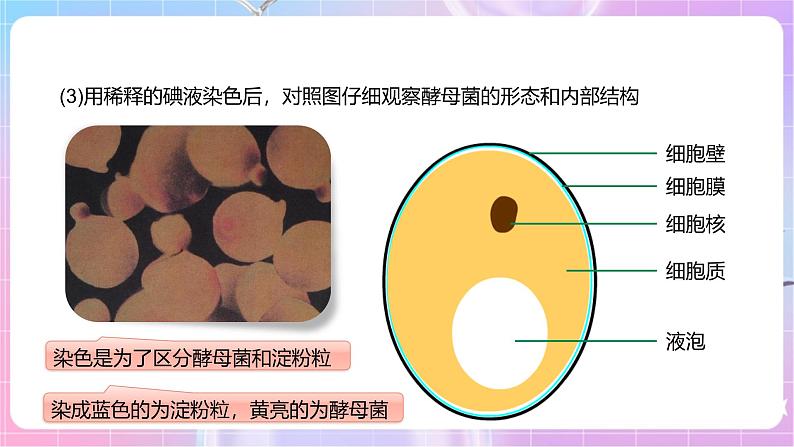 【新课标】冀少版生物八上5.2.1《酵母菌和霉菌--1酵母菌》课件+教案+学案07