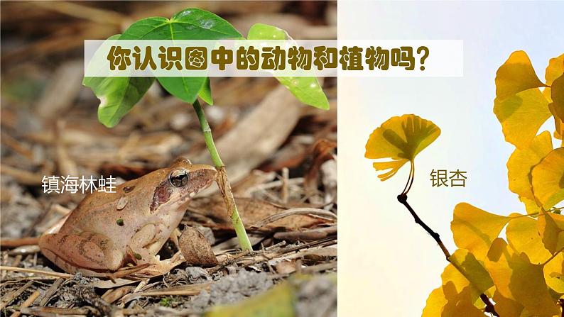 第一章第一节《观察周边环境中的生物》生物课件（人教版2024）第1页