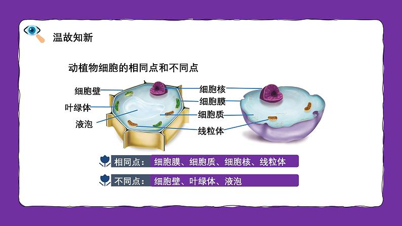 人教版生物（2024）七年级上册第一单元生物和细胞第二章认识细胞第四节细胞的生活 课件第5页