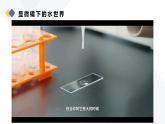 人教版（2024）生物七上：1.2.1 学习使用显微镜（课件+教案）