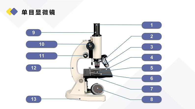 人教版（2024）生物七上：1.2.1 学习使用显微镜（课件+教案）08