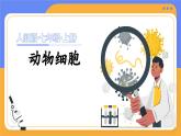 人教版（2024）生物七上：1.2.3 动物细胞（课件+教案）