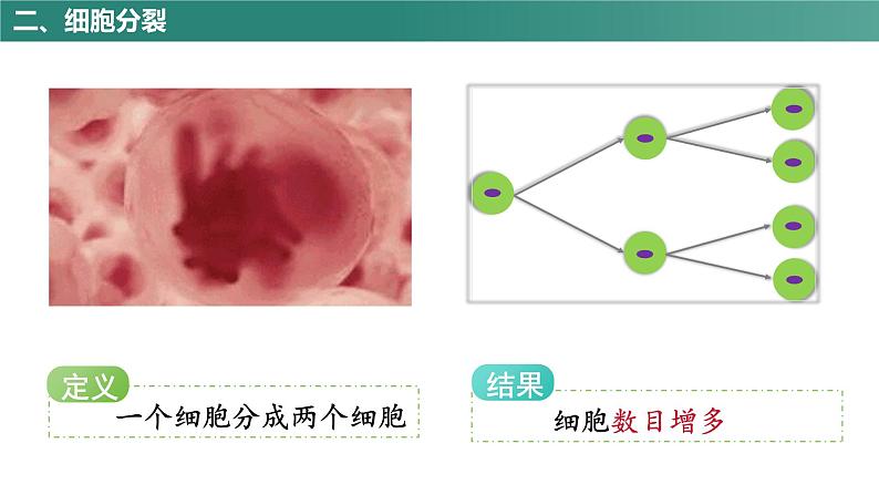 人教版（2024）生物七上：1.3.1 细胞通过分裂产生新细胞（课件+教案）07