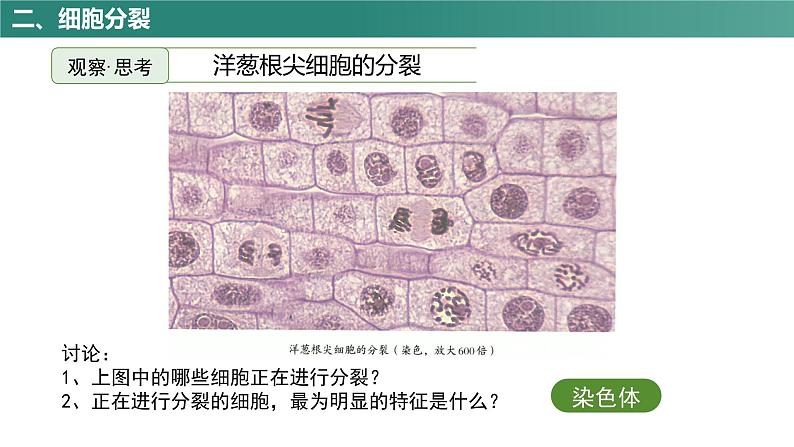 人教版（2024）生物七上：1.3.1 细胞通过分裂产生新细胞（课件+教案）08