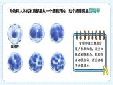 人教版（2024）生物七上：1.3.2 动物体的结构层次（课件+教案）