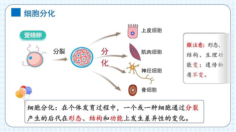 人教版（2024）生物七上：1.3.2 动物体的结构层次（课件+教案）05