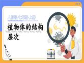 人教版（2024）生物七上：1.3.3 植物体的结构层次（课件+教案）