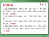 人教版（2024）生物七上：1.3.3 植物体的结构层次（课件+教案）