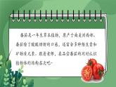 人教版（2024）生物七上：1.3.3 植物体的结构层次（课件+教案）
