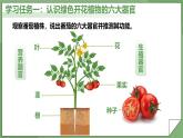 人教版（2024）生物七上：1.3.3 植物体的结构层次（课件+教案）
