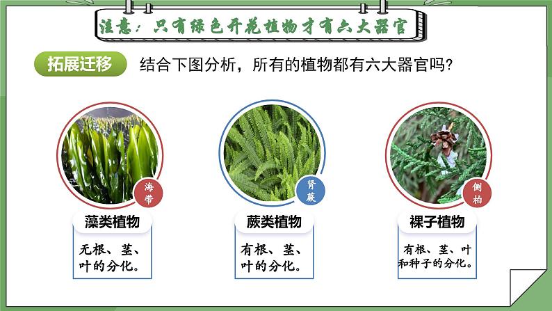 人教版（2024）生物七上：1.3.3 植物体的结构层次（课件+教案）05