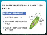 人教版（2024）生物七上：1.3.4 单细胞生物（课件+教案）