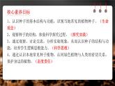 人教版（2024）生物七上：2.1.2 种子植物（课件+教案）