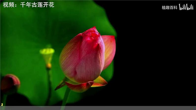 人教版（2024）生物七上：2.1.2 种子植物（课件+教案）03