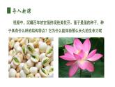 人教版（2024）生物七上：2.1.2 种子植物（课件+教案）