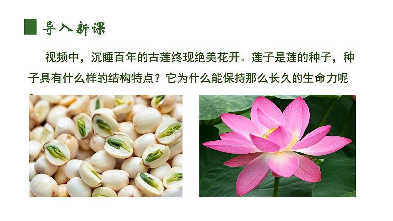 人教版（2024）生物七上：2.1.2 种子植物（课件+教案）04