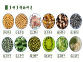 人教版（2024）生物七上：2.1.2 种子植物（课件+教案）