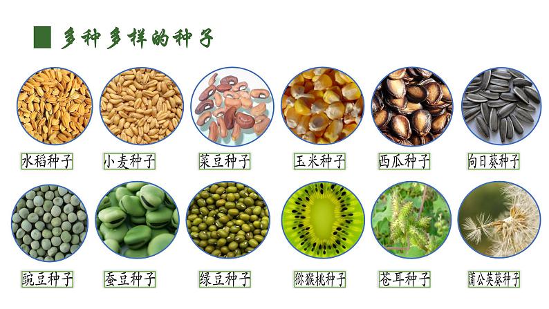 人教版（2024）生物七上：2.1.2 种子植物（课件+教案）05